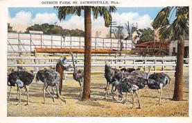 sub063655 - Ostrich Post Card