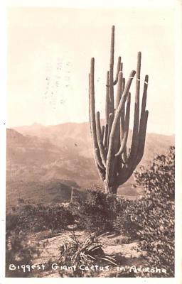 Desert Plants AZ