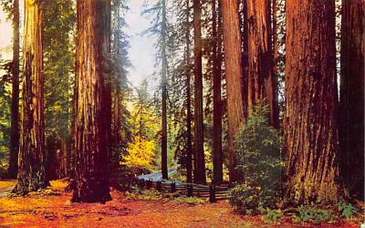 Muir Woods National Monument CA