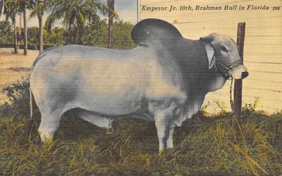 Emperor Jr. 10th, Brahman Bull Bradenton, Florida Postcard