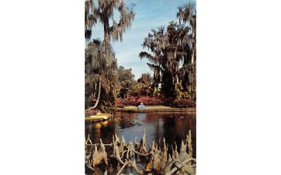 cypress trees growing out of the water Cypress Gardens, Florida Postcard