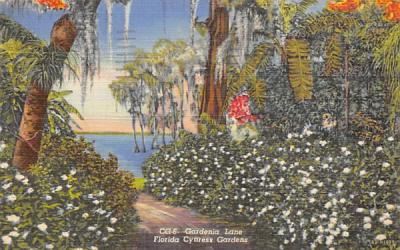 Gardenia Lane Cypress Gardens, Florida Postcard