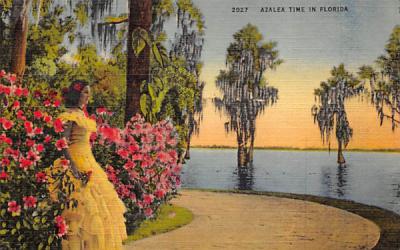 Azalea Time in Florida, USA Postcard