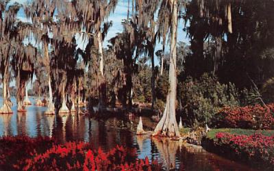 Cypress Trees in the waters of Lake Eloise Cypress Gardens, Florida Postcard