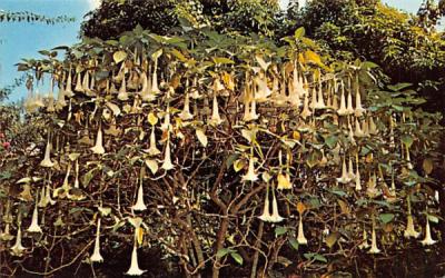 Angel's Trumpet, Datura Arborea Fort Myers, Florida Postcard