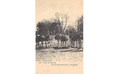 Group of Ostriches Jacksonville, Florida Postcard