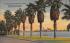 Washington (Petticoat) Palms, along St. John's River Jacksonville, Florida Postcard