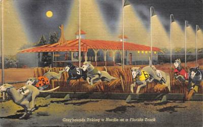 Greyhounds Taking a Hurdle at a Florida Track Postcard