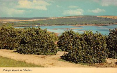 Orange groves in Florida Postcard