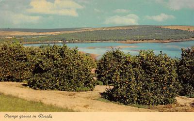 Orange groves in Florida Postcard