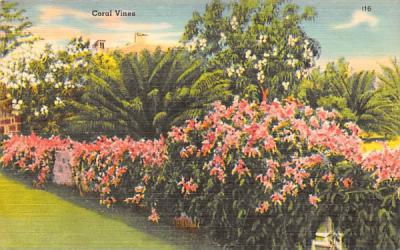 Coral Vines Misc, Florida Postcard