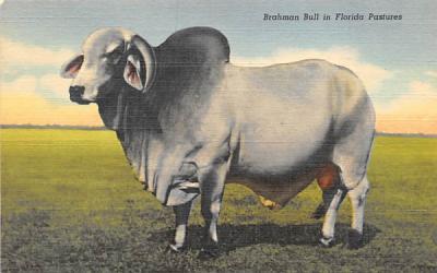 Brahman Bull in Florida Pastures Postcard