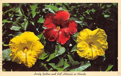 Lovely Yellow and Red Hibiscus in Florida, USA Postcard