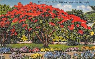 Royal Poinciana Tree and Palms Misc, Florida Postcard