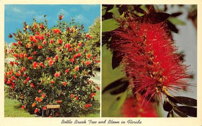 Bottle Brush Tree and Bloom in Florida, USA Postcard