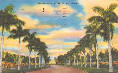 Stately Royal Palms Misc, Florida Postcard