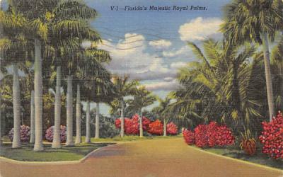 Florida's Majestic Royal Palms Postcard