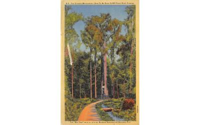 The Cypress Methuselah Misc, Florida Postcard