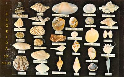 Florida Sea Shells, USA Postcard