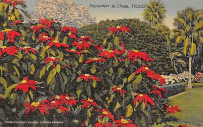 Poinsettias in Bloom, FL, USA Misc, Florida Postcard