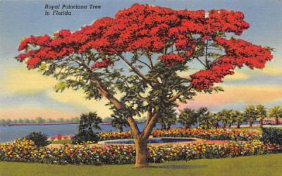 Royal Poinciana Tree in Florida, USA Postcard