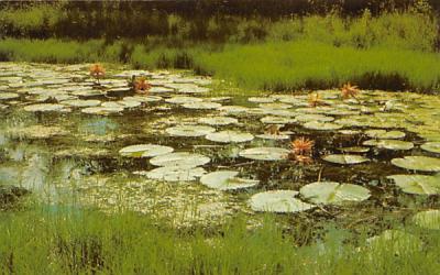 Lily Pads - Caribbean Gardens Misc, Florida Postcard