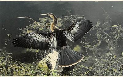 Anhinga Misc, Florida Postcard