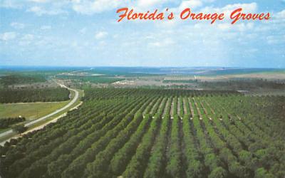 Florida's Orange Groves Postcard