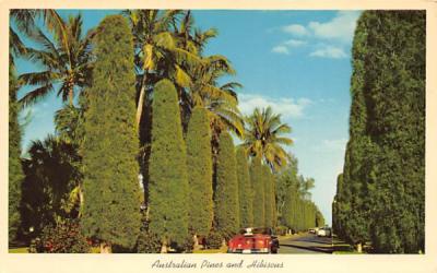 Australian Pines and Hibiscus Misc, Florida Postcard