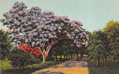 Jacaranda Tree in Full Bloom, FL, USA Misc, Florida Postcard