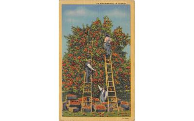 Picking Oranges in FL, USA Misc, Florida Postcard