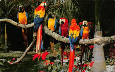 Parrots and Poinsettias Misc, Florida Postcard