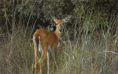 White-Tailed Deer Misc, Florida Postcard