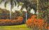 Orange and Palm Trees Misc, Florida Postcard