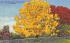 The Golden Shower Tree in Florida, USA Postcard