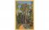 The Cypress Methuselah Misc, Florida Postcard