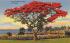 Royal Poinciana Tree in Florida, USA Postcard