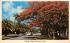 Colorful Royal Poinciana Trees Misc, Florida Postcard