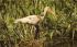 White Ibis (Immature) Misc, Florida Postcard