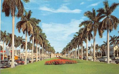 Stately Royal Palms on Royal Poinciana Way Palm Beach, Florida Postcard