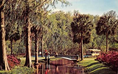 Beautiful azalea borders the banks of a small stream Silver Springs, Florida Postcard