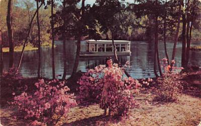 Florida's International Attraction, Azaleas in bloom Postcard