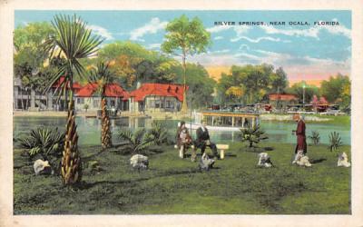 Silver Springs Florida Postcard