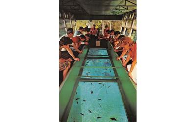 Home of World Famous Glass Bottom Boats Silver Springs, Florida Postcard