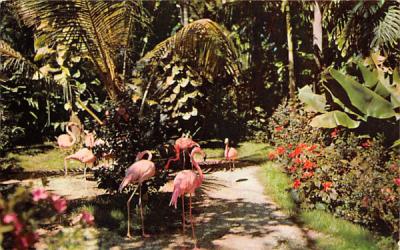 Flamingos in Beautiful Sunken Gardens St Petersburg, Florida Postcard