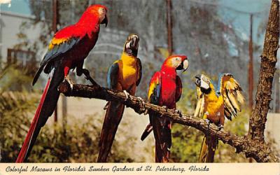 Colorful Macaws in Florida's Sunken Gardens Postcard