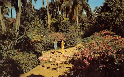 Flamingos and Flowers in the Sunken Garden St Petersburg, Florida Postcard