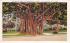 The Banyan Tree St Petersburg, Florida Postcard