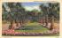 Entrance to Beautiful Silver Springs, FL, USA Florida Postcard