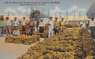 Scene at the Sponge Exchange, Largest in the World Tarpon Springs, Florida Postcard